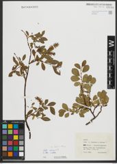 Foto von Salix retusa L.